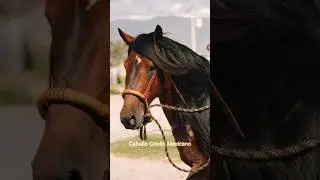 Fenicio, caballo Criollo Mexicano 🔥 &iexcl;Dinamita pura!