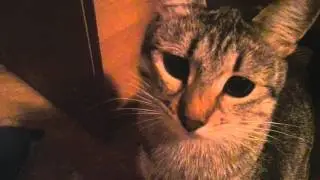 Кошка и виноград 2