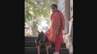 HELU AAYA PAPA KE SATH DUKAAN PER #video #dpglover #pets #germansheherd #viral #trending #belu helu