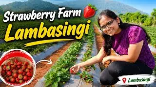 Strawberry Farm 🍓 | Lambasingi | Lambasingi Episode 4 | స్ట్రాబెర్రీ సాగు 🍓 | Andhra Strawberry Farm