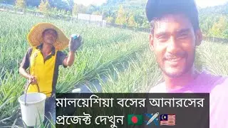 মালয়েশিয়া বসের আনারসের প্রজেক্ট দেখুন কিভাবে কাজ করলাম অনেক সুন্দর আনারসের প্রজেক্ট 🇧🇩✈️🇲🇾#2025 