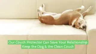 How to Dog Proof Your Couch