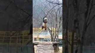 Naughty panda#animal #cute #animal #panda