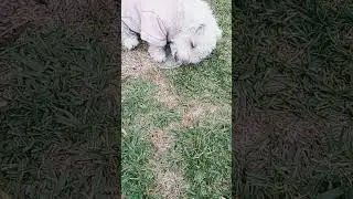 Daisy plays in Rainy Thunder ⛈️ #puppy #dog #dogs #play #tag #toys #toy