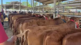 REVIEW HARGA SAPI SUPER TERBARU!!