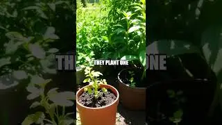 Exploring Science in Home Gardens: A Flora Experiment