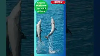 #38 Relaxing music with beautiful animals - New Series #wildlife #animals #meditation #mindfulness