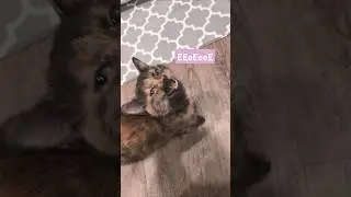 🐈&zwj;⬛Soot Speaks | Squeakiest Cat