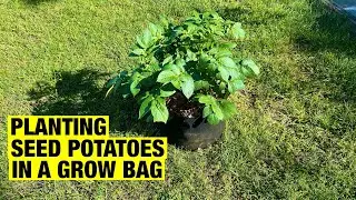 Planting Seed Potatoes In A Grow Bag #gardeningwithbarchuckin