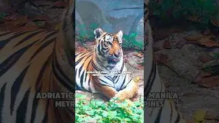 Manila Zoo this 2025! 🐯 #manilazoo #manilazooupdatetoday