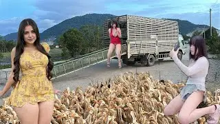 A close look at the daily life of a farmer raising millions of ducks.
