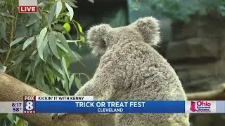 Cleveland Metroparks Zoo invites you to a new family Halloween event 'Trick or Treat Fest'