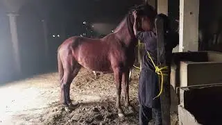 Beautiful horse power || Horse videos 🐎February 3, 2025