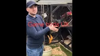 New imports from Germany o shamo and ko shamo @gamebirdsuk571 #like #subscribe