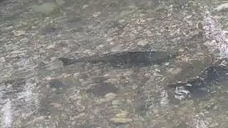 Deer hunting and look what I found 