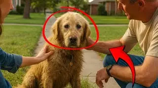 Abandoned Dog Refused To Bark&mdash;Then He Heard Something That CHANGED Everything