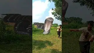 Bhola mere bhola bagadbam 🙏 #sastavfx #vfx #snake #shorts