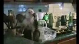 Deekie the Monkey steals grapes!