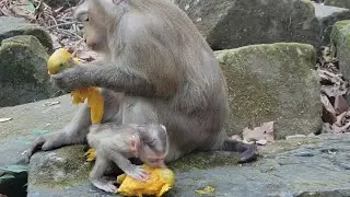 Watch adorable the cutie girl of little monkey pigtail Rina activities eats mango💗😋🥭