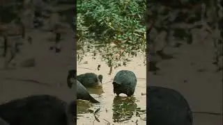 A Beautiful Duck Family Bonding Moment | Mother&rsquo;s Love in Nature #cuteduck #babyduck #wildducks