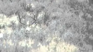 Wintering Oregon bucks