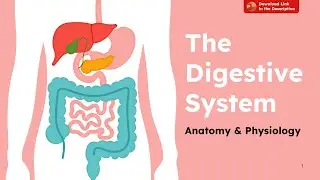 Digestive System Anatomy & Physiology Presentation