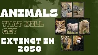 TOP 10 ANIMALS THAT WILL GET EXTINCT IN 2050. MUST WATCH