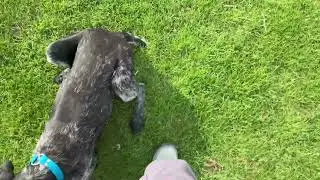 Lining Drill w/ Weighted Dummies on Day 7 of Force Fetch w/ Brooks v Prairie-Flusstal