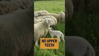 Five Fun Facts about Sheep #animalfacts #wildlife #sheep