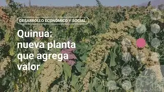 Quinua: nueva planta que agrega valor