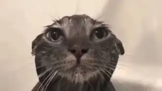 Cat Taking A Shower