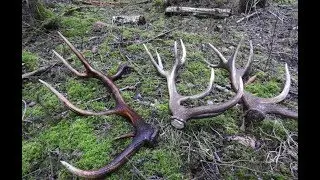Three red deer antlers found in a day/zrzuty jelenia 2020, trzy ladny sztuki w jeden dzień