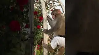 Будни обезьяны 🤩🤩🤩 #shortvideo #monkey #animals #экзоты #babymonkey #love #zoo