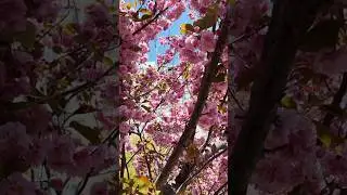 Canada's Spring flowers. #reels #love #flowers #short #short #trending #viralvideo #viralreels #vira