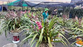 Bán Rất Nhiều Giò Lan Rừng Lai Châu 0912003665