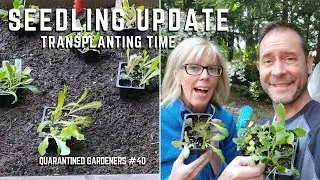 Transplanting Seedlings 🌱 QG Day 40