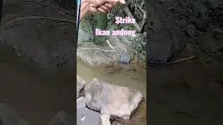 mancing ikan andong#mancing #wader #andong