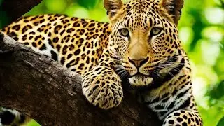 The Most Beautiful and Dangerous Animals in Amazon 