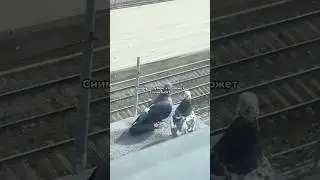 Голуби что вы творите?😁 автор: tiktokuser38961