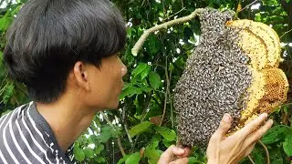 Extreme Tree Climbing 🐝Hunting the Giant Honey Bee