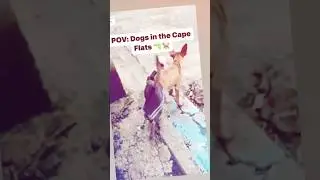 Cape Town DOG 🐕 #shorts