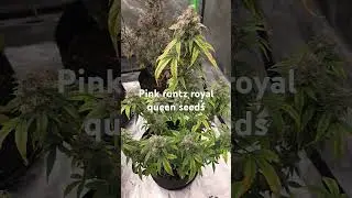 Pink runtz royal queen seeds