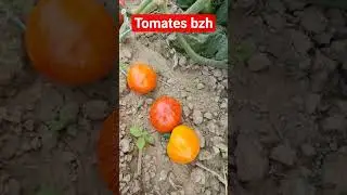 la r&eacute;colte des tomates bretonne en ao&ucirc;t