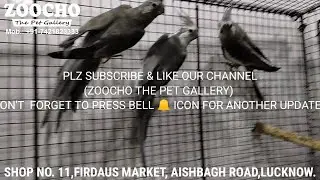 PATCHLESS WHITE FACE COCKATIELS AVAILABLE | ZOOCHO THE PET GALLERY | LUCKNOW