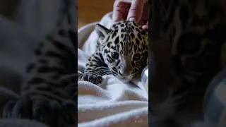 Baby Jaguar first days | Adorable Baby Jaguar & Cute Baby Jaguar Moments #babyanimals