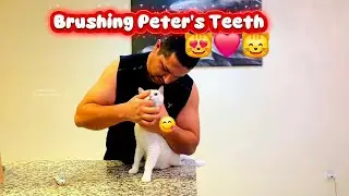 Brushing/Cleaning Peter's Teeth 😻 