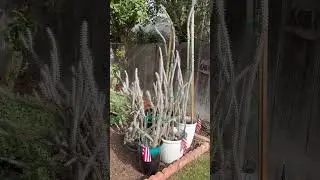 EXTRA LARGE SUCCULENT GARDEN (BONUS MATURE SPECIMENS) 🌵 #plants #garden #gardening #succulentplant