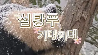 1/30 푸바오실시간 마감전  눈온다~ 설탕푸  미치도록 보고싶어요 