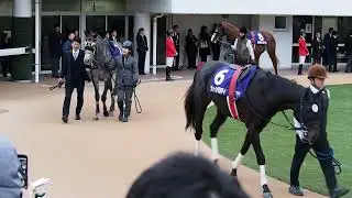 JG1　中山大障害　2025.12.27　パドック映像　#競馬　#中山競馬場