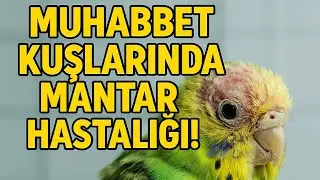 Muhabbet Kuşlarında Mantar Hastalığı ve Tedavisi | Belirtiler & Uygulamalı Rehber